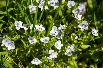 blossoming creeping speedwell flowers