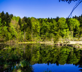 Obraz premium lake in the forest