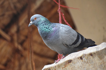 Image of Homing pigeon, domestic pigeon, Columba livia domestica, rock pigeon