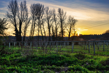 Fototapeta na wymiar Vineyards and trees at sunset