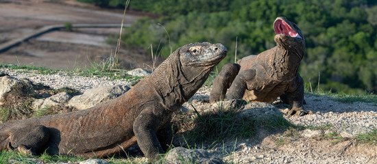 The Komodo dragon with opened a mouth. Biggest living lizard in the world. Scientific name: Varanus komodoensis. Natural habitat, Island Rinca. Indonesia.