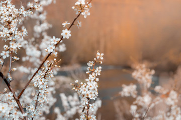 Almond tree with white blooming flowers at riverside landscape.