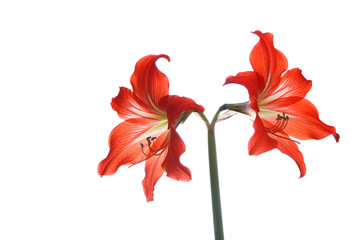 Amaryllis flower red isolated on white background