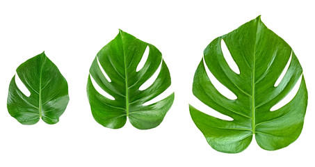 Green leaves pattern. Various leaves of monstera isolated on white background.