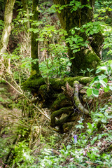 Obraz premium deep ravine in the forest