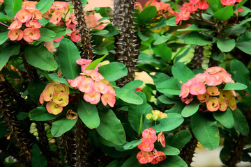  Euphorbia milii which is in bloom