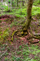 deep ravine in the forest