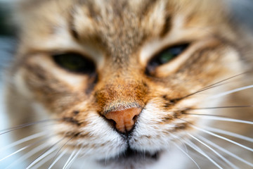 nose of a cat, close-up