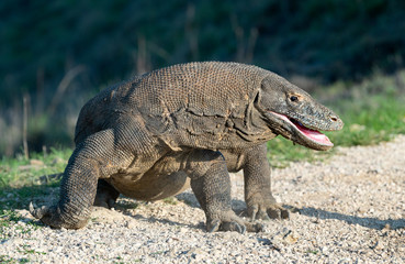 The Komodo dragon with opened a mouth. Biggest living lizard in the world. Scientific name: Varanus komodoensis. Natural habitat, Island Rinca. Indonesia.