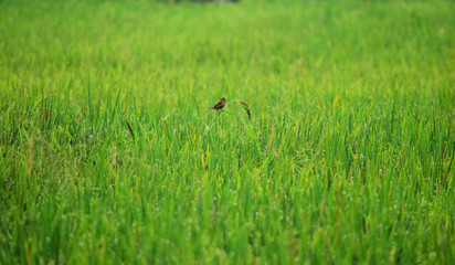 paddy fields - rice fields that stretch wide in green