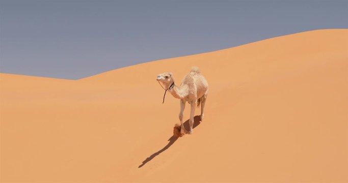 Taghit, Alg&eacute;rie, dromadaire, 