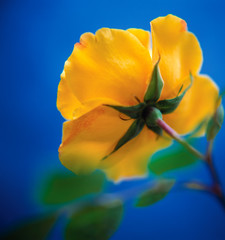 Rose 'Golden Showers'