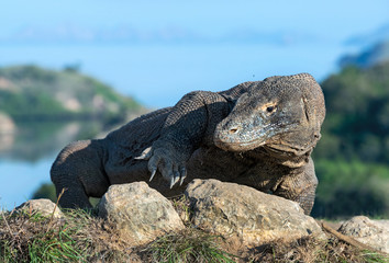Obraz premium Komodo dragon, scientific name: Varanus komodoensis. Indonesia.