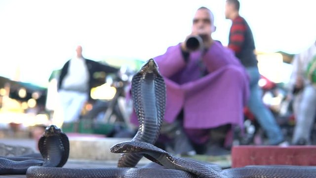 Cobra Enchanting. Snake being charmed by music played by man at street of Marrakech, Morocco