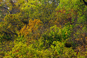 Forest in the summer of Southeast Asia that were budding in different colors.