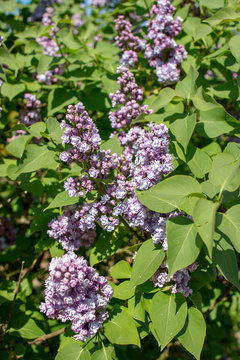 Syringa vulgaris Michel Buchner
