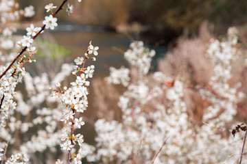 Orange butterfly and almond tree with white blooming flowers at riverside landscape.