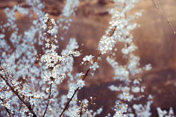 Fototapeta premium Almond tree with white blooming flowers at riverside landscape.