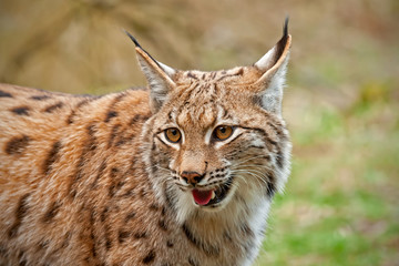 Fototapeta premium Close view of smiling wild Eurasian lynx, lynx lynx, in nature. Animal wildlife.