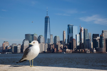 A seagull on Ellis island with the Manhattan skyline in the background