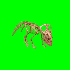 Dinosaur skeleton selection 100%green background