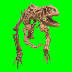 Dinosaur skeleton selection 100%green background