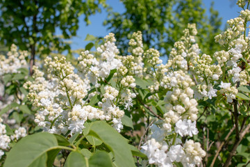 Syringa vulgaris 'Mme. Lemoine'