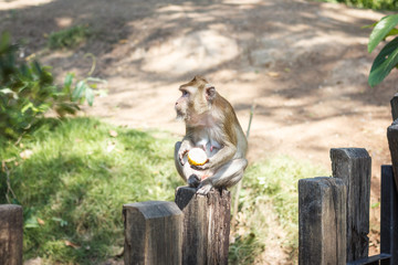 Adult monkey eating corn sitting on a wooden fence