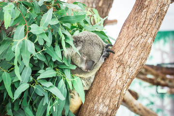 Australian Koala (Phascolarctos cinereus) sleeping in a eucaplytus gum tree