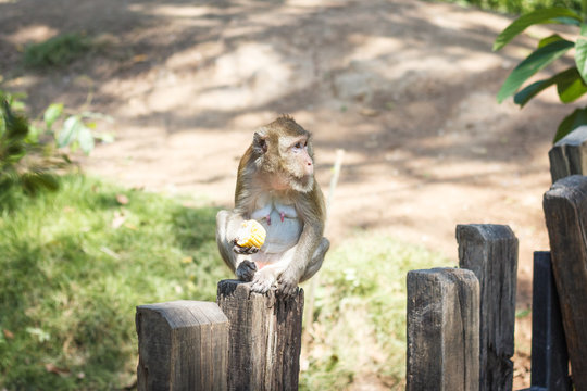 Adult monkey eating corn sitting on a wooden fence - Powered by Adobe
