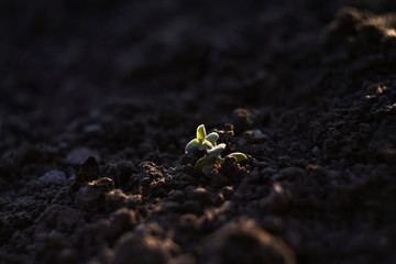 Macro