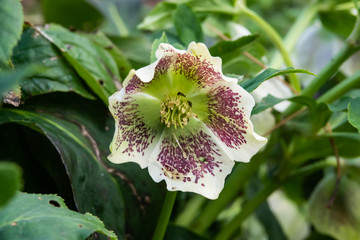 Lenten Rose Flower in Bloom in Winter