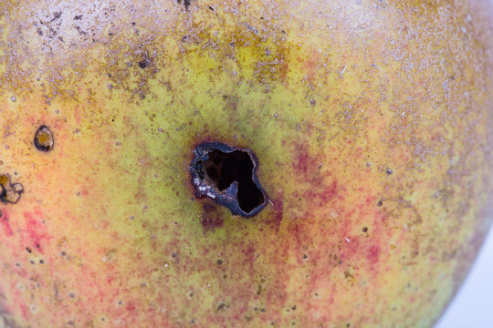 Close up Boring trace of a codling moth Cydia Pomonella, in a wormy apple. On white background.