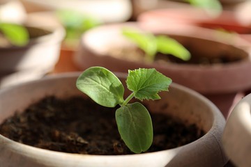 vegetable seedlings planted in the soil