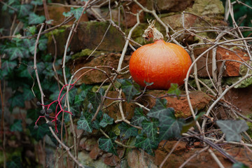 Pumpkin on the wall
