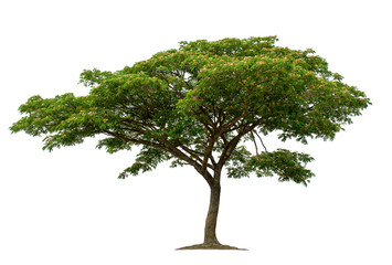 Tree isolated on white background with clipping paths for garden design.