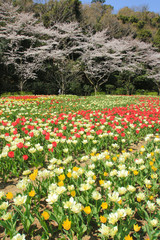 桜とチューリップ cherry blossoms and Tulip　静岡県浜松市