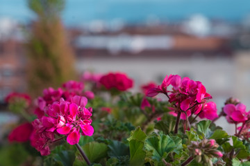 red and pink geraniums flowers on the terrace