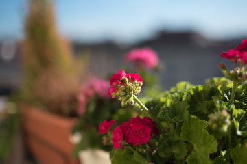 Naklejka premium red and pink geraniums flowers on the terrace
