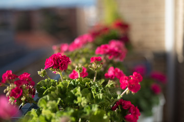 Fototapeta na wymiar red and pink geraniums flowers on the terrace