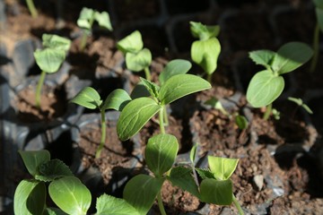 vegetable seedlings planted in the soil