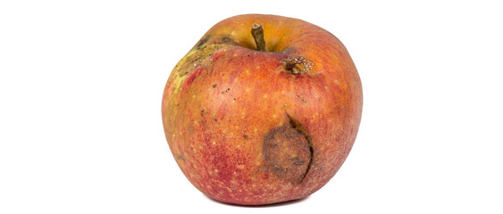 Boring trace of a codling moth Cydia Pomonella, in a wormy apple. On white background.