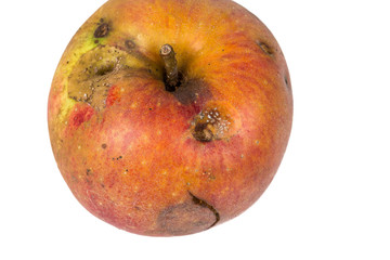 Boring trace of a codling moth Cydia Pomonella, in a wormy apple. On white background.