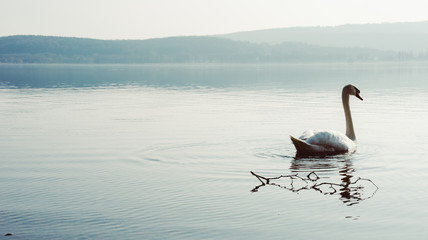 großer Schwan im See Seelandschaft klar Tagsüber mit Wasser und Bergen Radolfzell, Lake Constanze