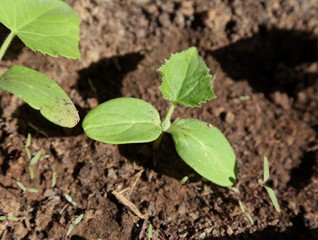 vegetable seedlings planted in the soil