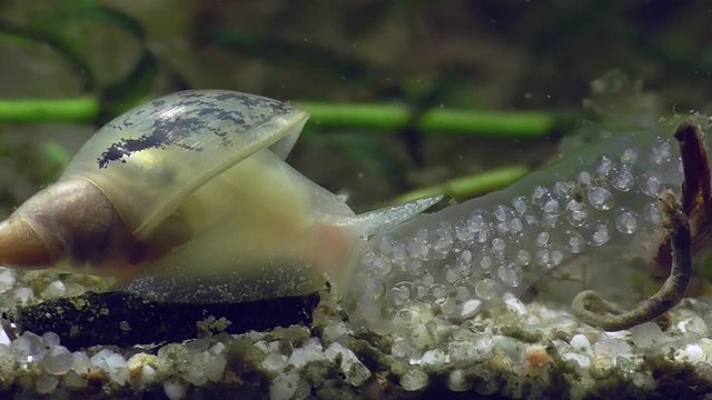 Wasserschnecke, Spitzschlammschnecke&nbsp;(Lymnaea stagnalis)