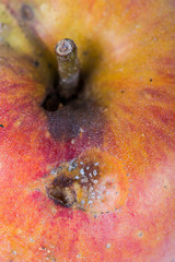 Close up Boring trace of a codling moth Cydia Pomonella, in a wormy apple. On white background.