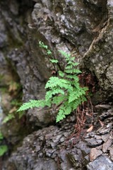 first spring flowers