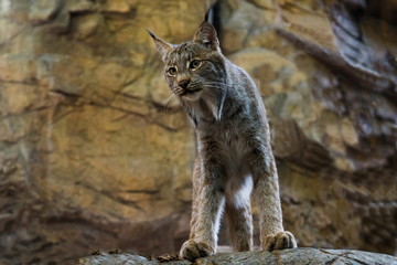 Young Canada lynx standing staring down from rocky ledge