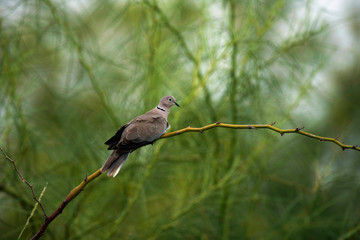 Eurasian collared dove, Streptopelia decaocto, Bhigwan, Pune district, Maharashtra, India.